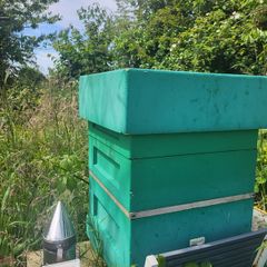 Poly National Hive with Established Colony