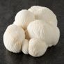 Mushroom Liquid Cultures | Lions Mane, Oyster Image 3