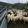 Ewes organic Image 2