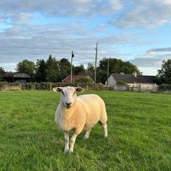Top quality hogget ewes