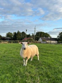 Top quality hogget ewes