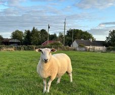 Top quality hogget ewes