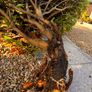 Free cherry laurel bush Image 2