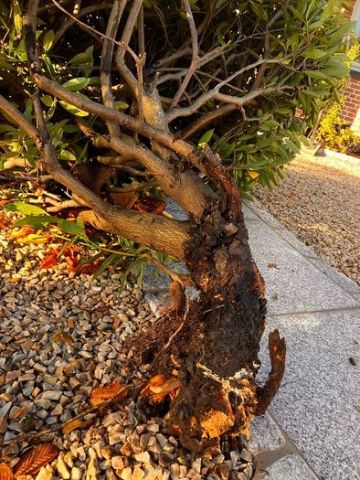 Free cherry laurel bush