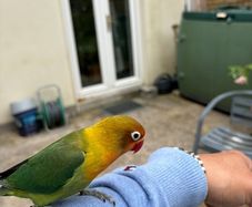 birds
