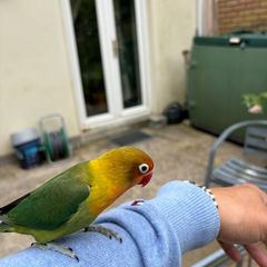 birds