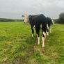 Heifers Image 10