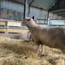 Dorset sheep/ rams Image 10