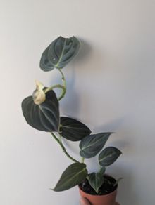 Philodendron Melano Plant