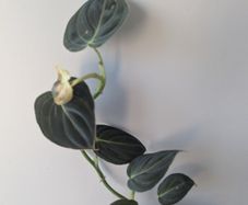 Philodendron Melano Plant