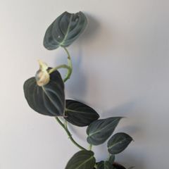 Philodendron Melano Plant