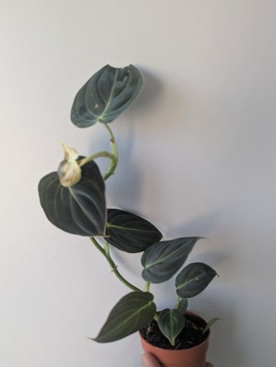 Philodendron Melano Plant