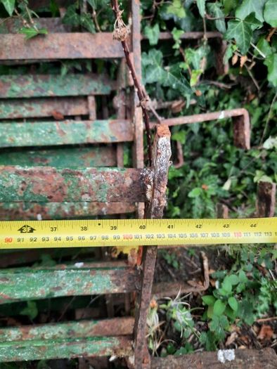 Iron Railings