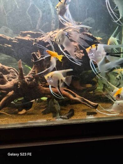fish tank wood
