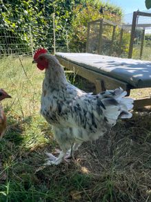 Splash Maran Rooster