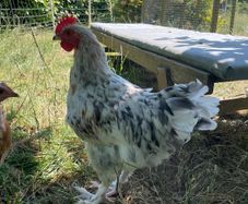 Splash Maran Rooster