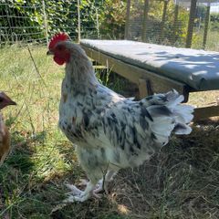Splash Maran Rooster
