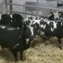 Pure dutch spotted and 3/4 bred spottie ewe lambs Image 2