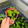 organic vegetable plants Image 3