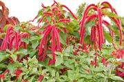 (A) Amaranth seeds 2g (414185)