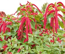 (A) Amaranth seeds 2g (414185)