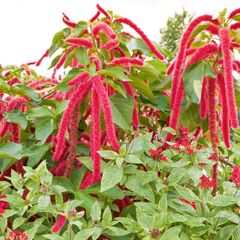(A) Amaranth seeds 2g (414185)