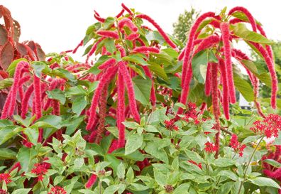(A) Amaranth seeds 2g (414185)
