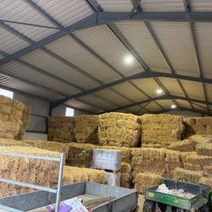 Square Bales Of Premium Quality Hay