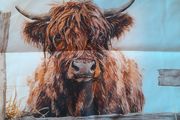 Highland Cow cushion cover