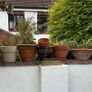 Selection of Flower Pots Image 4