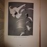 SALE! Lilies of the World - Their Cultivation and Classification Hubert B. Drysdale Woodcock and William Thomas Stearn 1950 Image 5