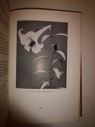 SALE! Lilies of the World - Their Cultivation and Classification Hubert B. Drysdale Woodcock and William Thomas Stearn 1950