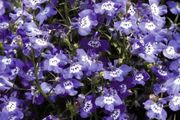 (L) Lobelia Blue with Eye Cascade seeds 0.1g (414383)