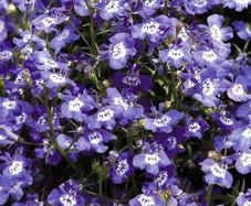 (L) Lobelia Blue with Eye Cascade seeds 0.1g (414383)