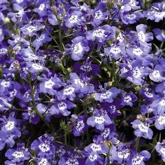 (L) Lobelia Blue with Eye Cascade seeds 0.1g (414383)