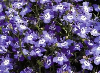 (L) Lobelia Blue with Eye Cascade seeds 0.1g (414383)