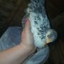 bantam chicks Image 9