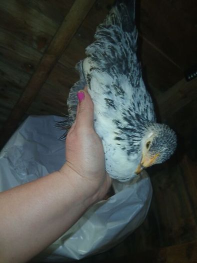 bantam chicks