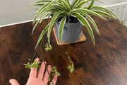 Large spider plant with runners house plant