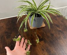 Large spider plant with runners house plant
