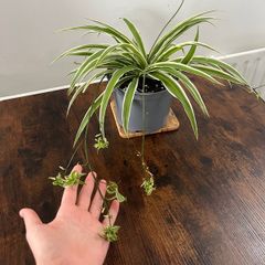 Large spider plant with runners house plant