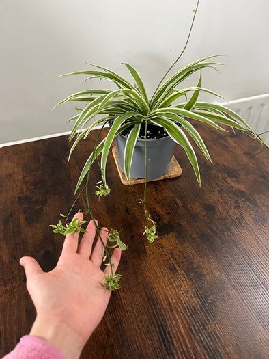 Large spider plant with runners house plant