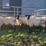 Hogget ewes Image 10