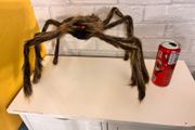 awesome new spider