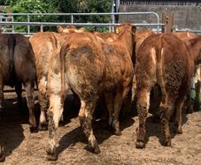 15 limousine heifers 330kg
