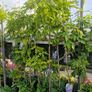 wisteria Image 4