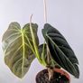 Philodendron Melano Plant Image 4