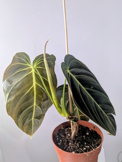 Philodendron Melano Plant