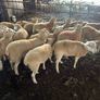Easycare sheep Image 3