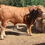 5 Pbr Bull Image 2